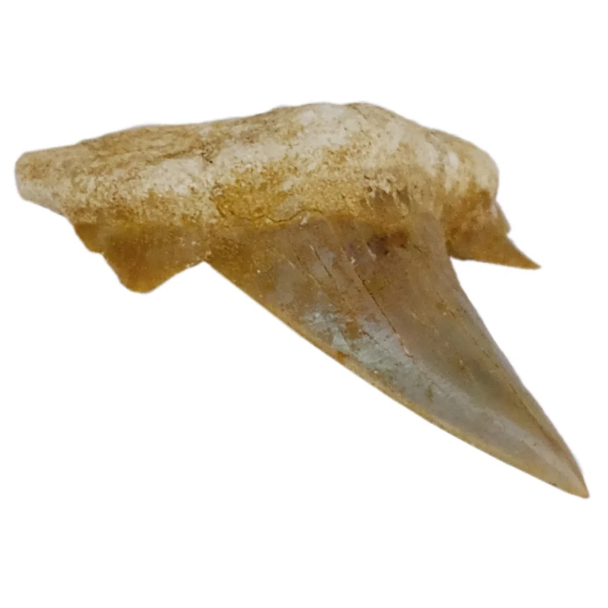 Idea de regalo – Fósiles de prehistóricos fosilizados: dientes de tiburón naturales sin tratar XXL Dientes de tiburón 5-6 cm, 5 - 6 cm, Piedra