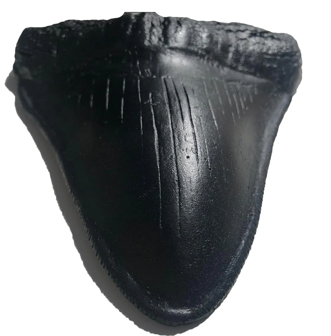 Megalodon - Réplica de diente de tiburón gigante - Fundido fósil de calidad de museo (negro)