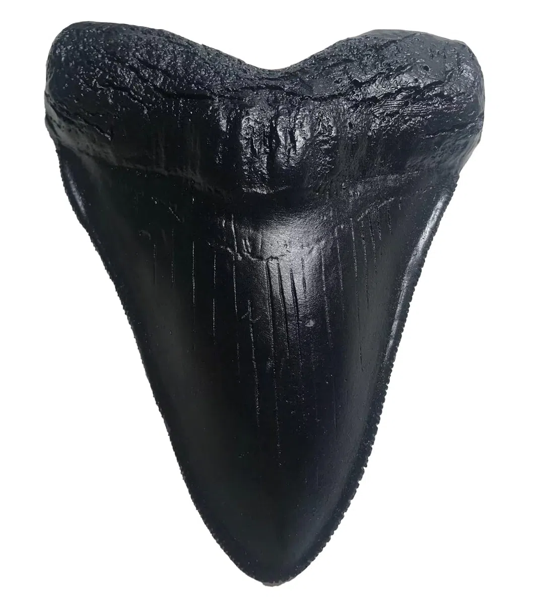 Megalodon - Réplica de diente de tiburón gigante - Fundido fósil de calidad de museo (negro)