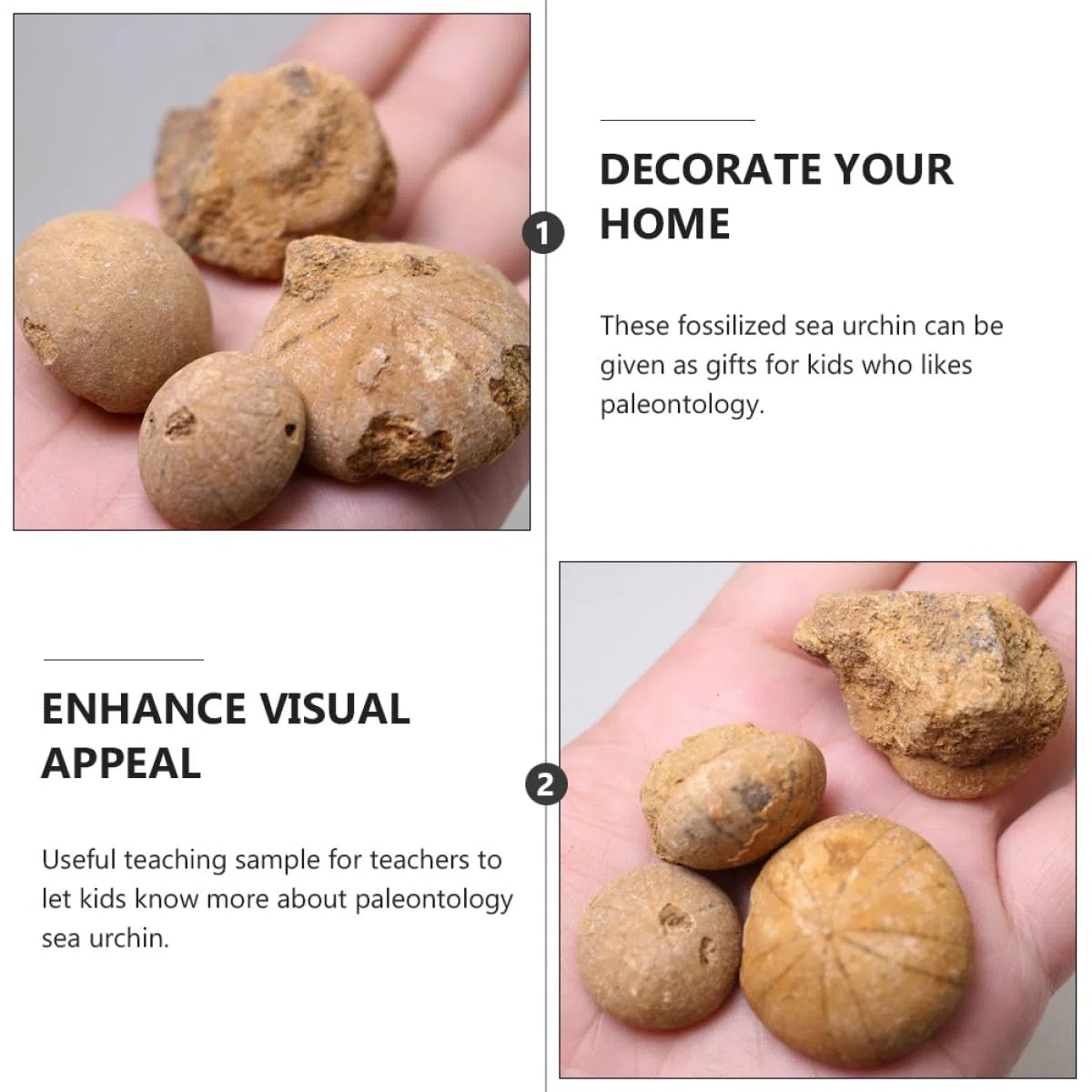 Beaupretty Fósil de Erizo de Mar Adorno de Mesa Educativo para Enseñanza y Decoración Modelo de Simulación Natural de Fósil para Paleontología y Obsequio Científico