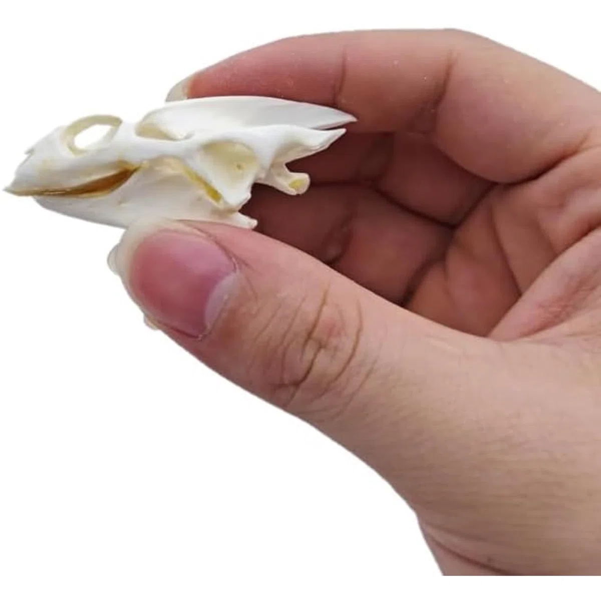 ALMASI Taxiderma Animal Bone, Real Animal Skull Copy, Natural Skelet Decor, para comprender la Estructura del cráneo de los Animales y la colección de cráneo Muskrat(A)