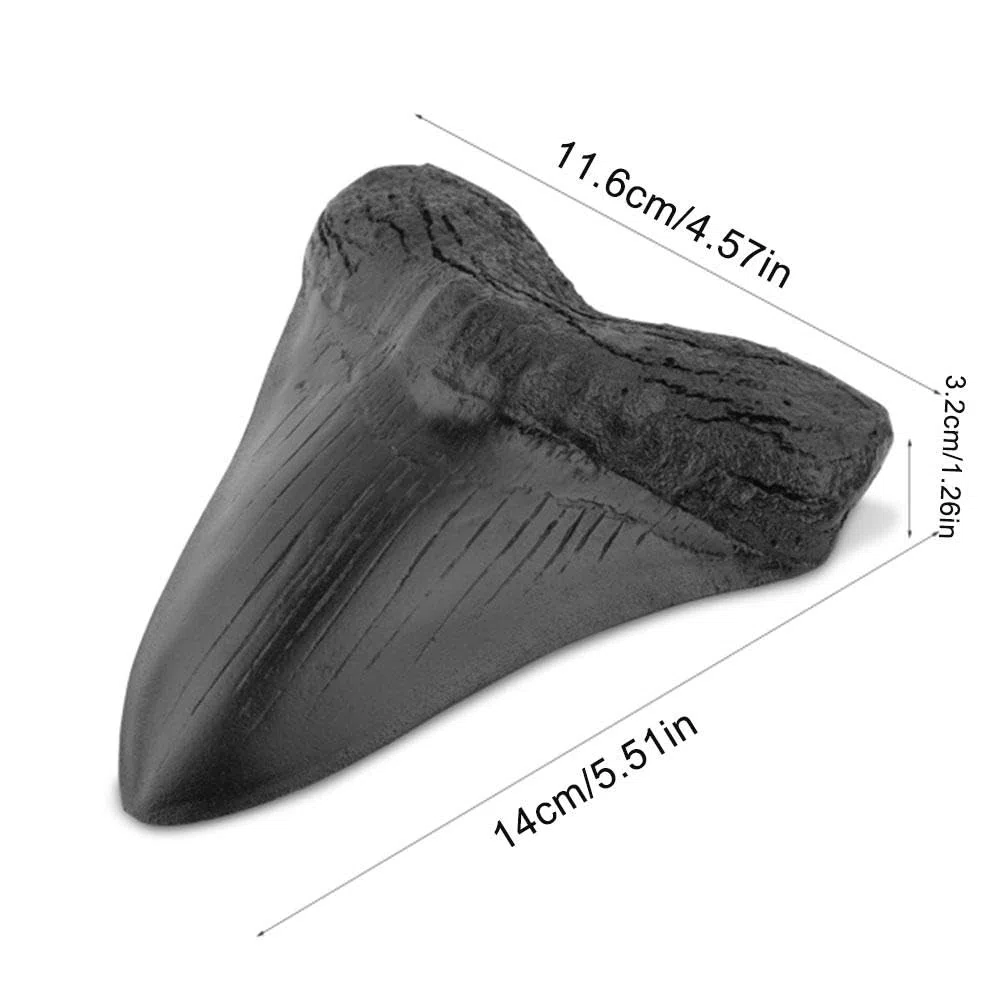 2 dientes de tiburón megalodon fosilizados naturales auténticos, reales prehistóricos