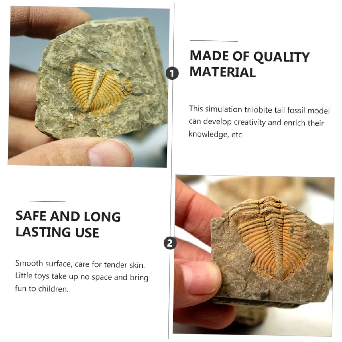 de Fósiles Reales de Trilobites Muestra Natural Segura y Didáctica 2 Piezas para Decoración Educativa y Científica Adecuado para Cumpleaños y Aulas