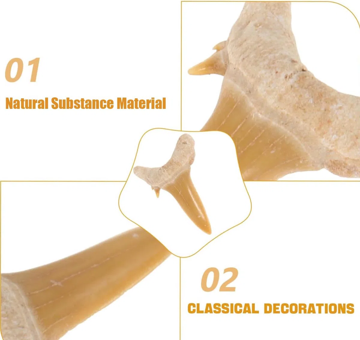 Fósiles Megalodon Dientes de tiburón 4 Piezas Fósil Natural Fósil Dientes de Tiburón Especímenes Piedras Naturales Dientes para Educación, Decoración del hogar, Regalo Infantil