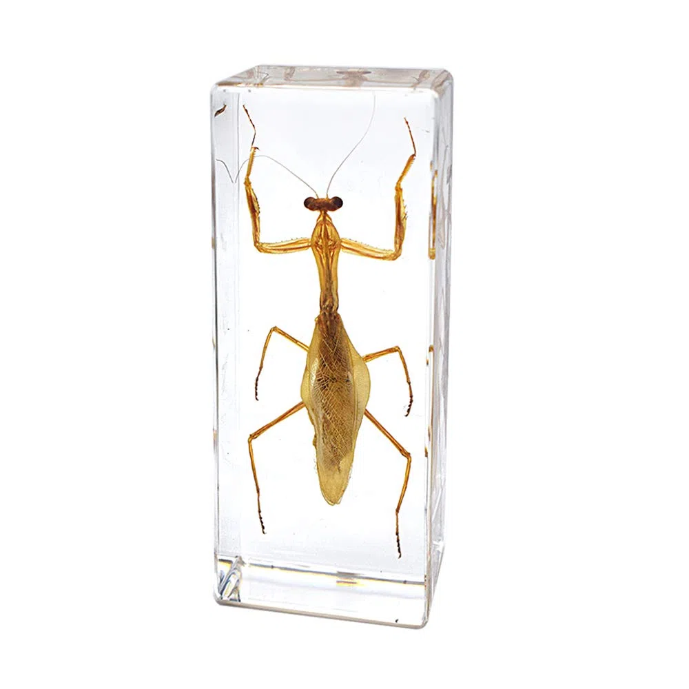 Exhibición de Insectos Taxidermia Mantis Hierodula Patellifera Mantis Religiosa Espécimen Pisapapeles Ciencia Clammroon Speciemn for Science Education
