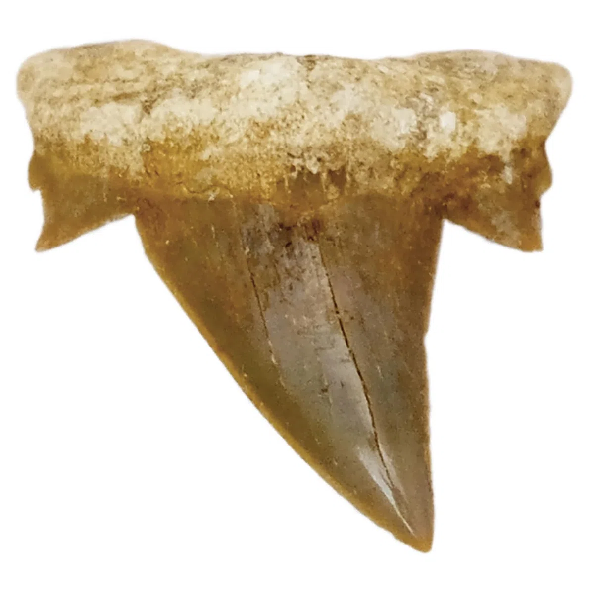 Idea de regalo – Fósiles de prehistóricos fosilizados: dientes de tiburón naturales sin tratar XXL Dientes de tiburón 5-6 cm, 5 - 6 cm, Piedra