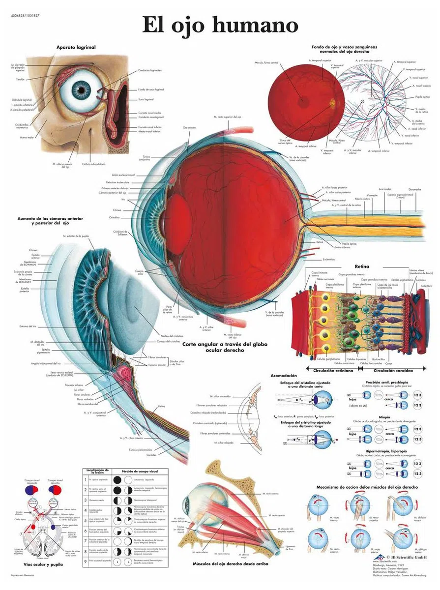 3B Scientific VR3226UU Impreso En Papel, el Ojo Humano