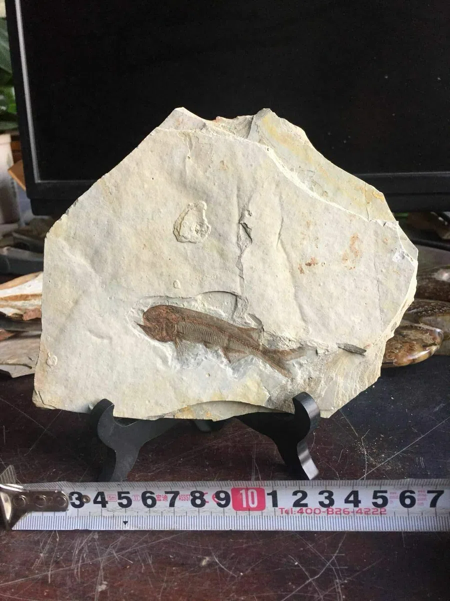 El fósil de pescado real proviene de la China occidental de Liaoning hace 150 millones de años