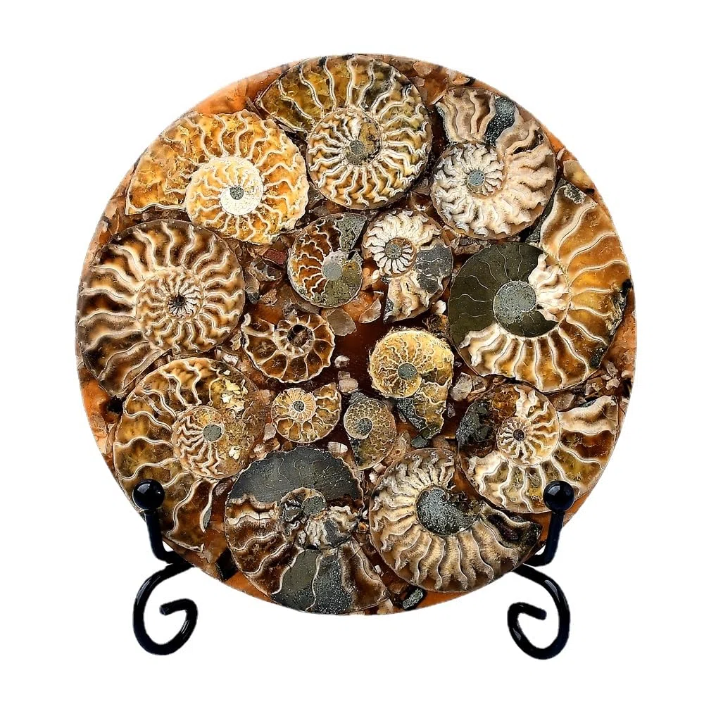 1 espécimen de caracola fósil natural con soporte para decoración de habitación, regalo coleccionable de cristal (estilo A)