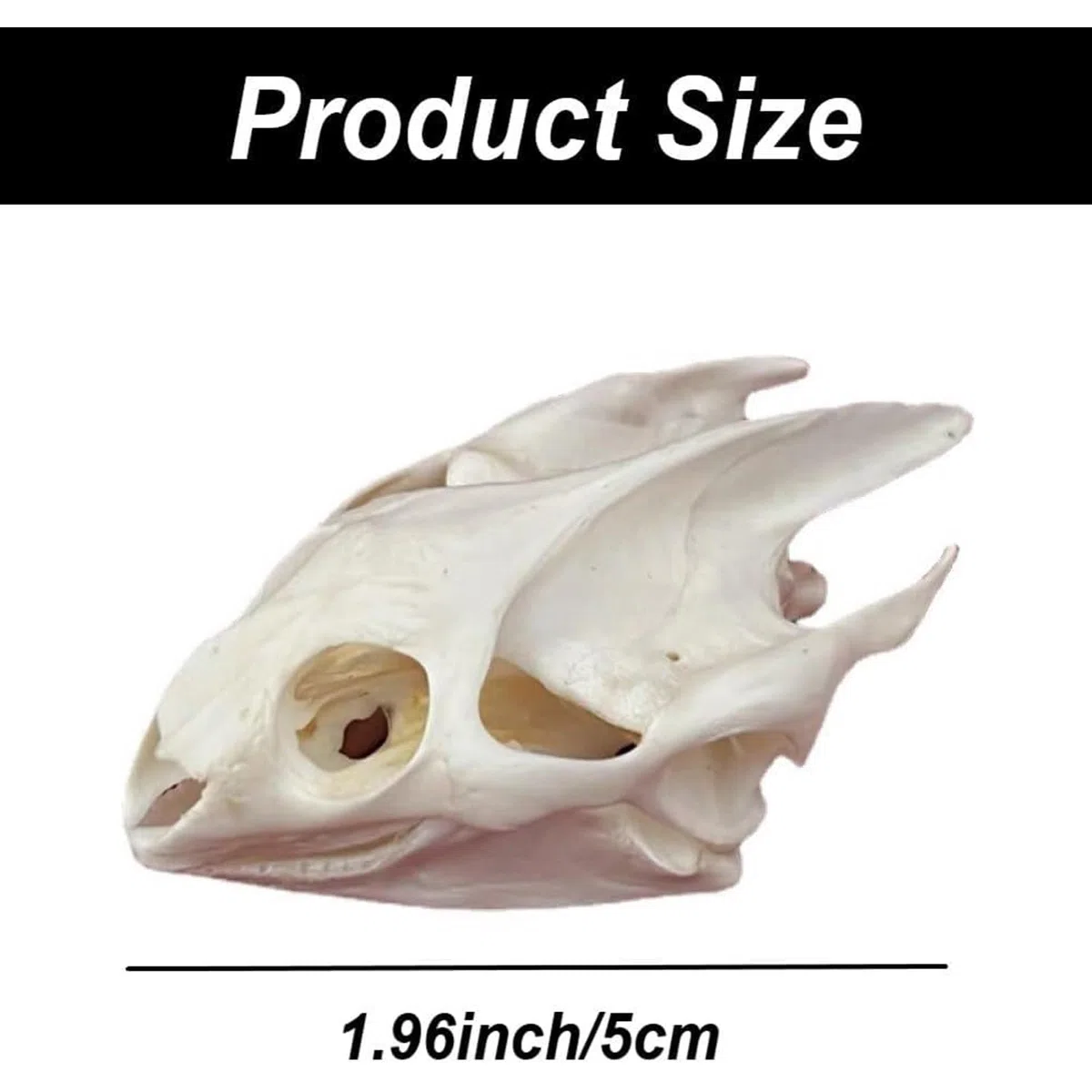 ALMASI Taxiderma Animal Bone, Real Animal Skull Copy, Natural Skelet Decor, para comprender la Estructura del cráneo de los Animales y la colección de cráneo Muskrat(A)