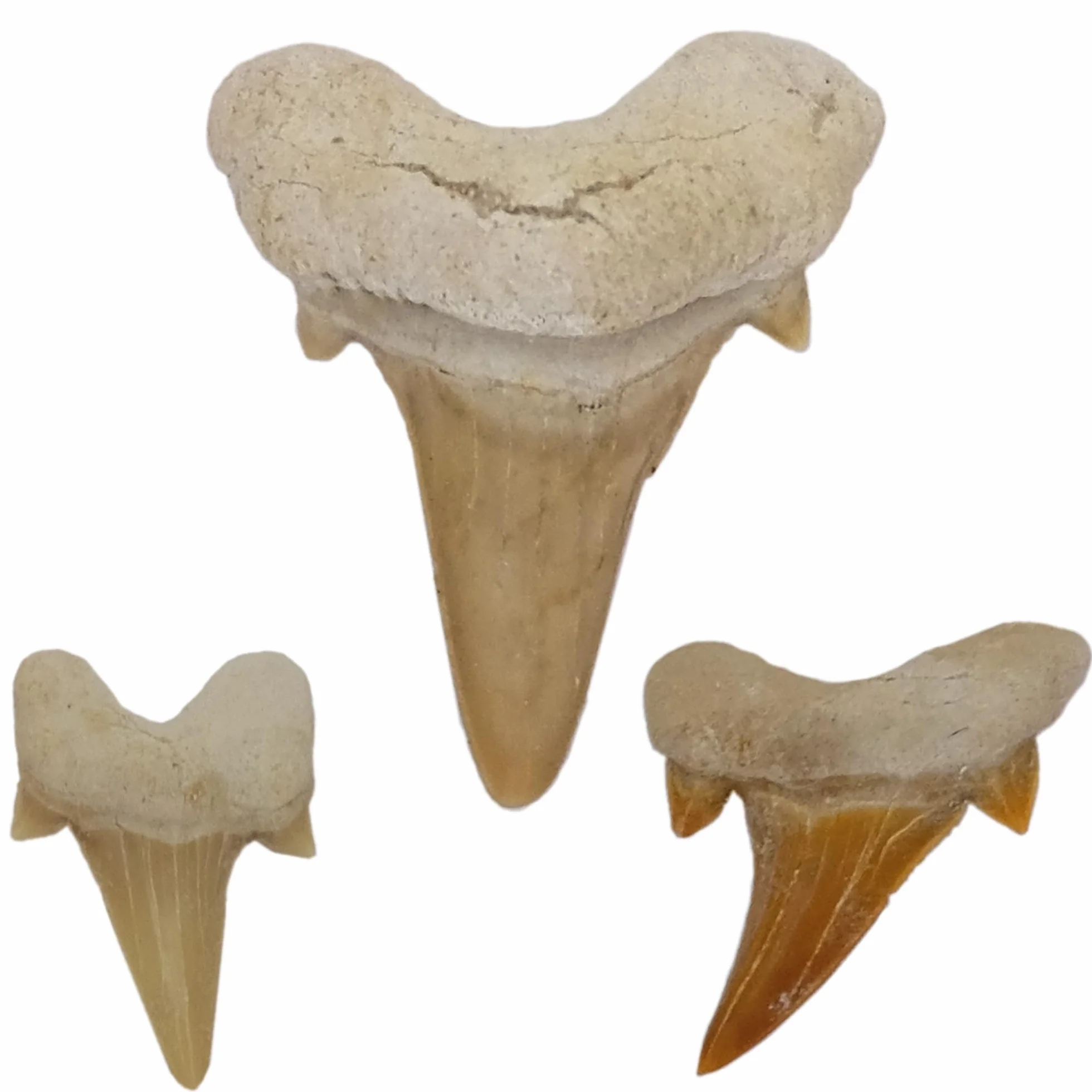 Idea de regalo – Fósiles prehistóricos fosilizados: dientes de tiburón naturales sin tratar XL Dientes de tiburón Dientes de tiburón (juego de 3 unidades)