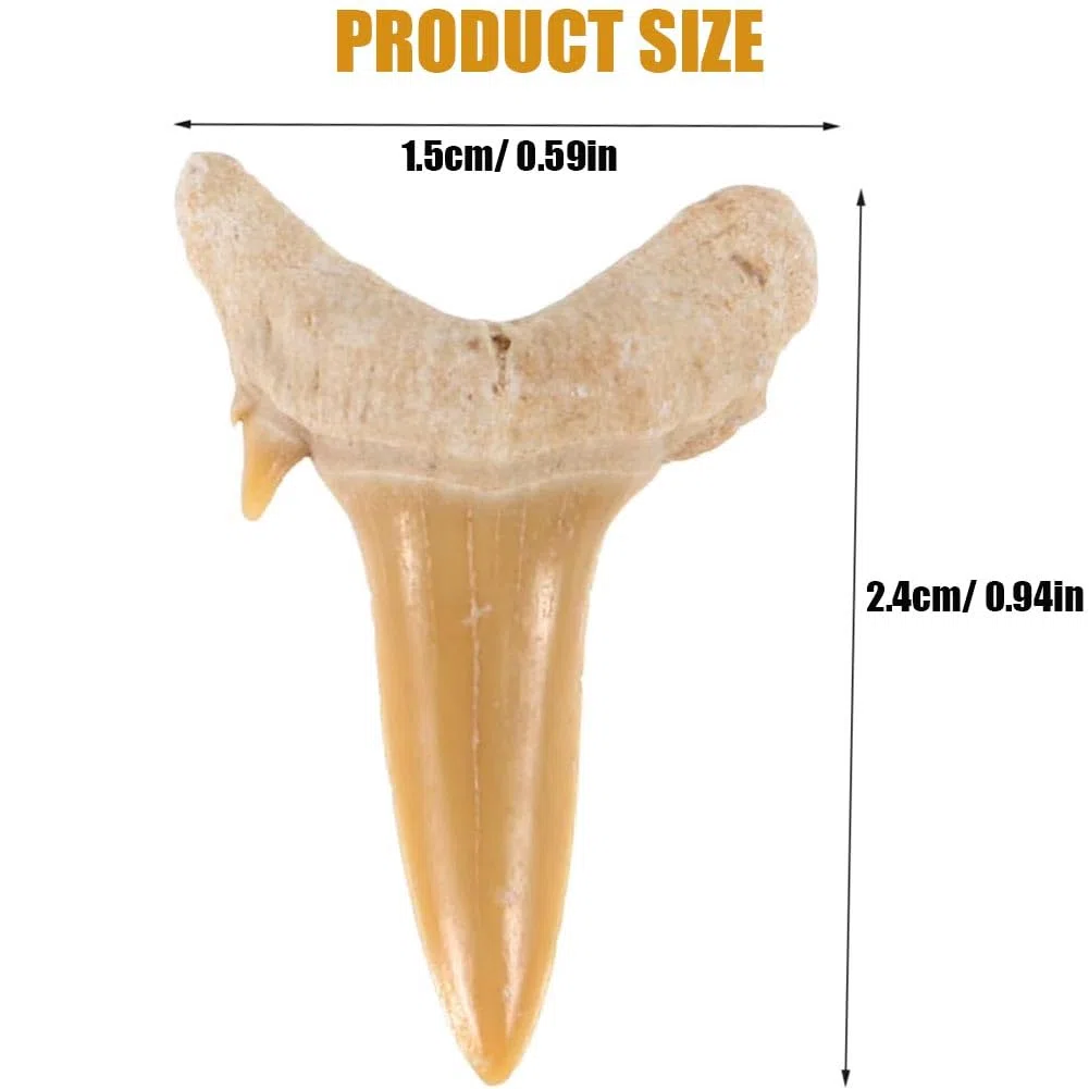 Fósiles Megalodon Dientes de tiburón 4 Piezas Fósil Natural Fósil Dientes de Tiburón Especímenes Piedras Naturales Dientes para Educación, Decoración del hogar, Regalo Infantil