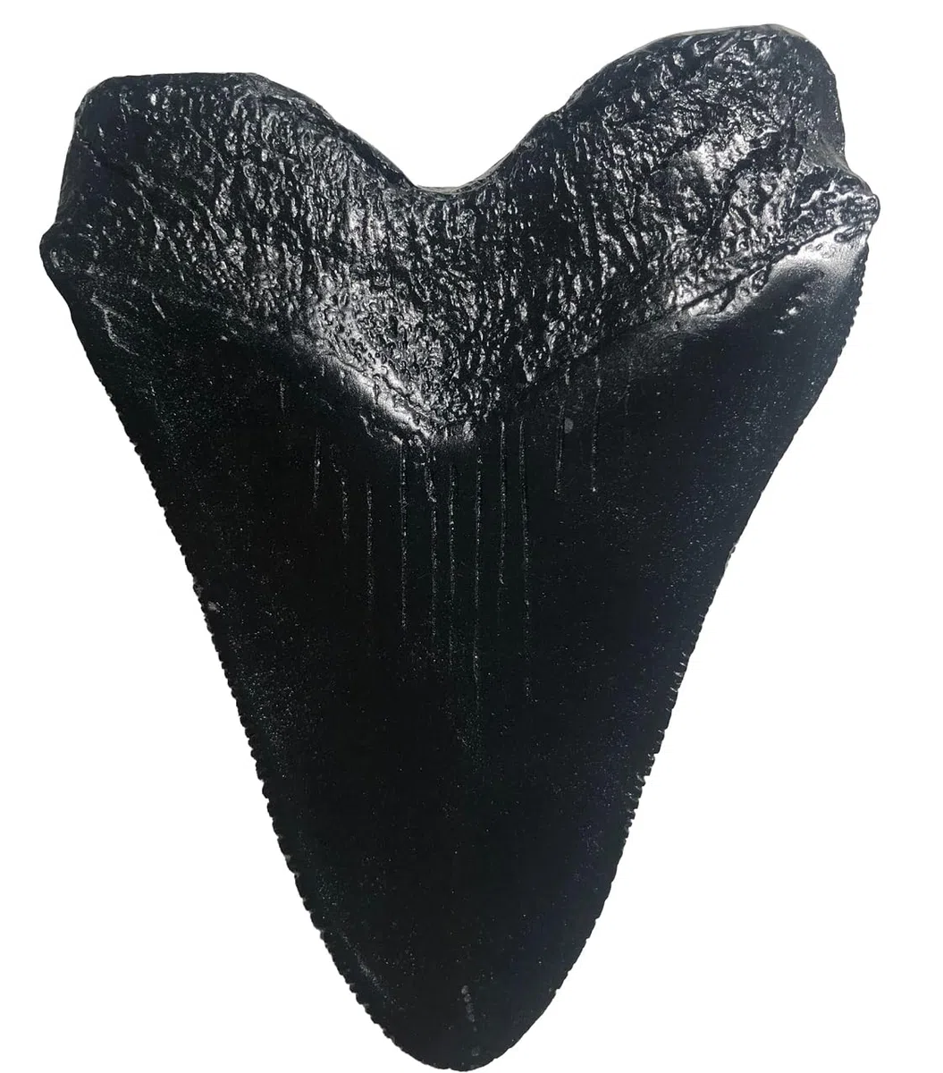 Megalodon - Réplica de diente de tiburón gigante - Fundido fósil de calidad de museo (negro)