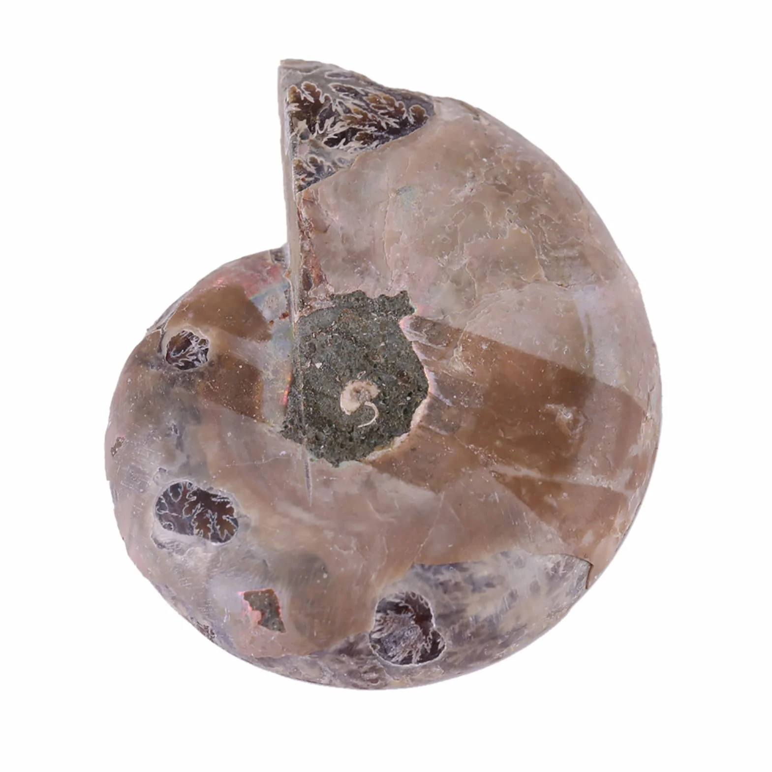 Amonita Real, 2 uds., Espécimen de Amonita, Concha, Piedras y Minerales de Madagascar, Amonita Marina