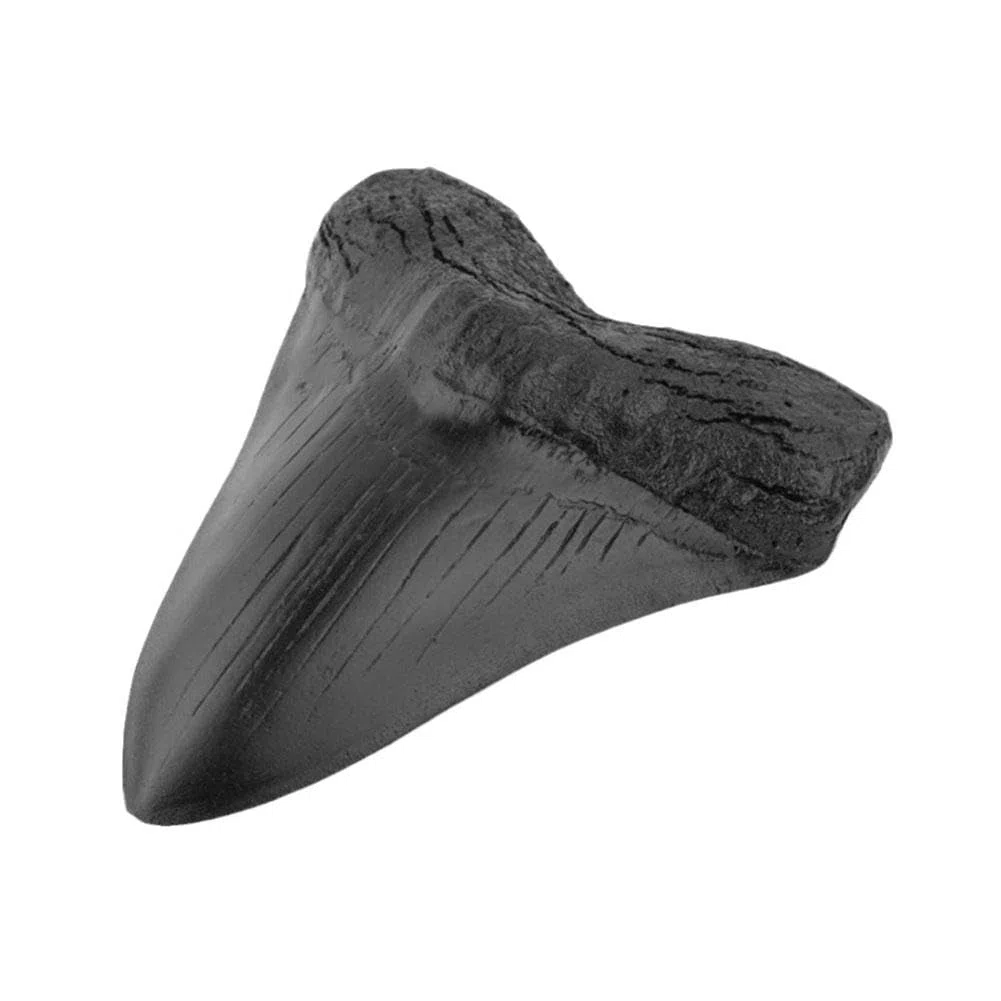 Diente de tiburón megalodon fosilizado natural auténtico prehistórico, fósil