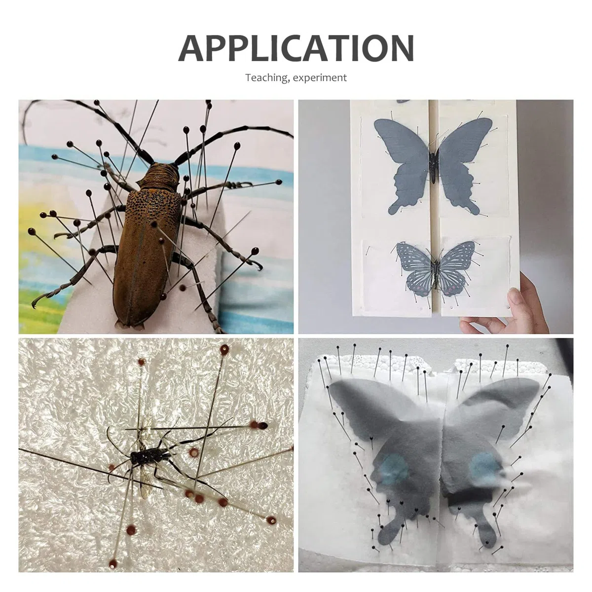 Scicalife Alfileres de Acero Inoxidable para Insectos 0 05 X 0 4 Cm Alfileres de Entomología Premium Espécimen de Mariposa Fuerte para La Escuela (300 Piezas)