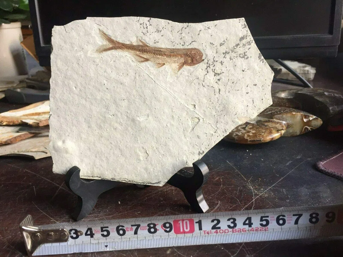 El fósil de pescado real proviene de la China occidental de Liaoning hace 150 millones de años