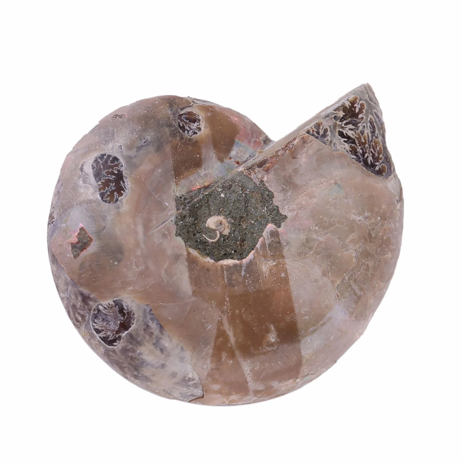 Amonita Real, 2 uds., Espécimen de Amonita, Concha, Piedras y Minerales de Madagascar, Amonita Marina