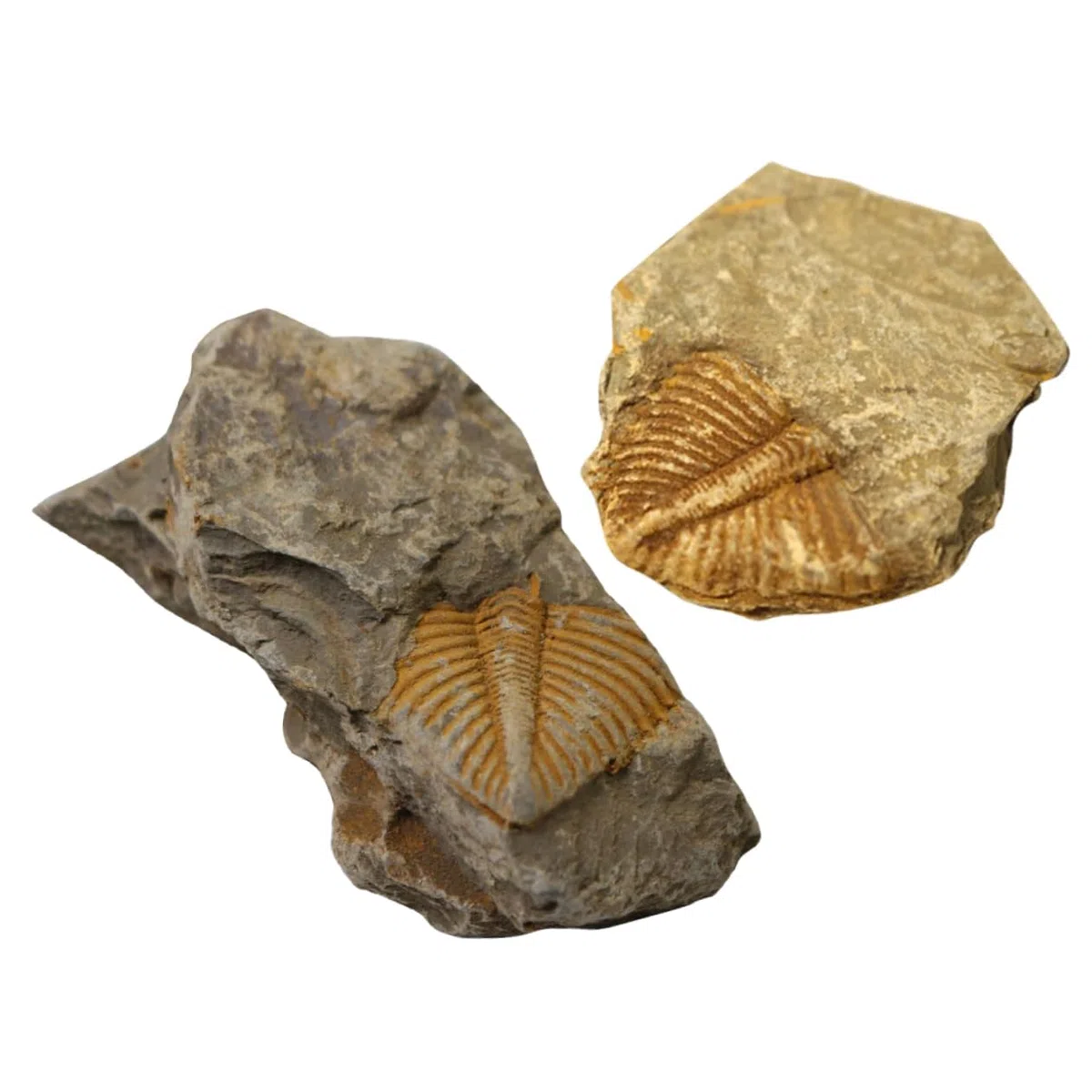 de Fósiles Reales de Trilobites Muestra Natural Segura y Didáctica 2 Piezas para Decoración Educativa y Científica Adecuado para Cumpleaños y Aulas