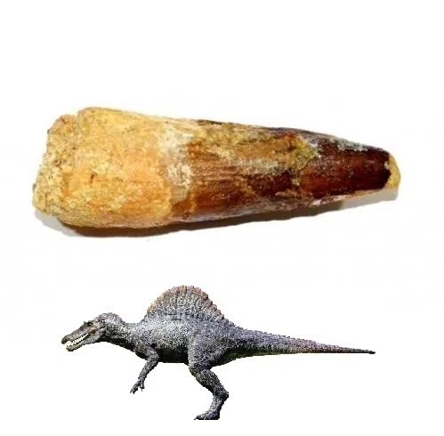 Spinosaurus aegypticus (diente de dinosaurio 3-4 cm) fósil de dinosaurio (Fósiles) DI08-15