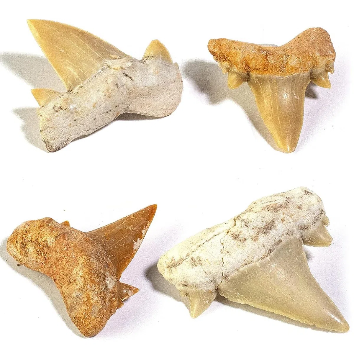 Fósiles Megalodon Dientes de tiburón 4 Piezas Fósil Natural Fósil Dientes de Tiburón Especímenes Piedras Naturales Dientes para Educación, Decoración del hogar, Regalo Infantil