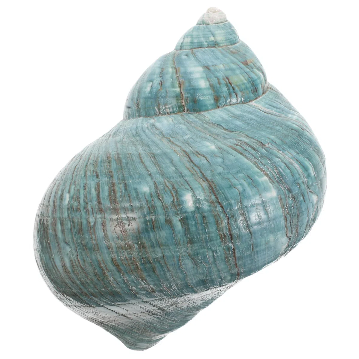 Ejemplar de Concha Marina Natural Mediterránea Caracola Natural para Manualidades y Decoración de Acuarios Tamaño Mediano Color Tonos Beige Adecuado para Adornos