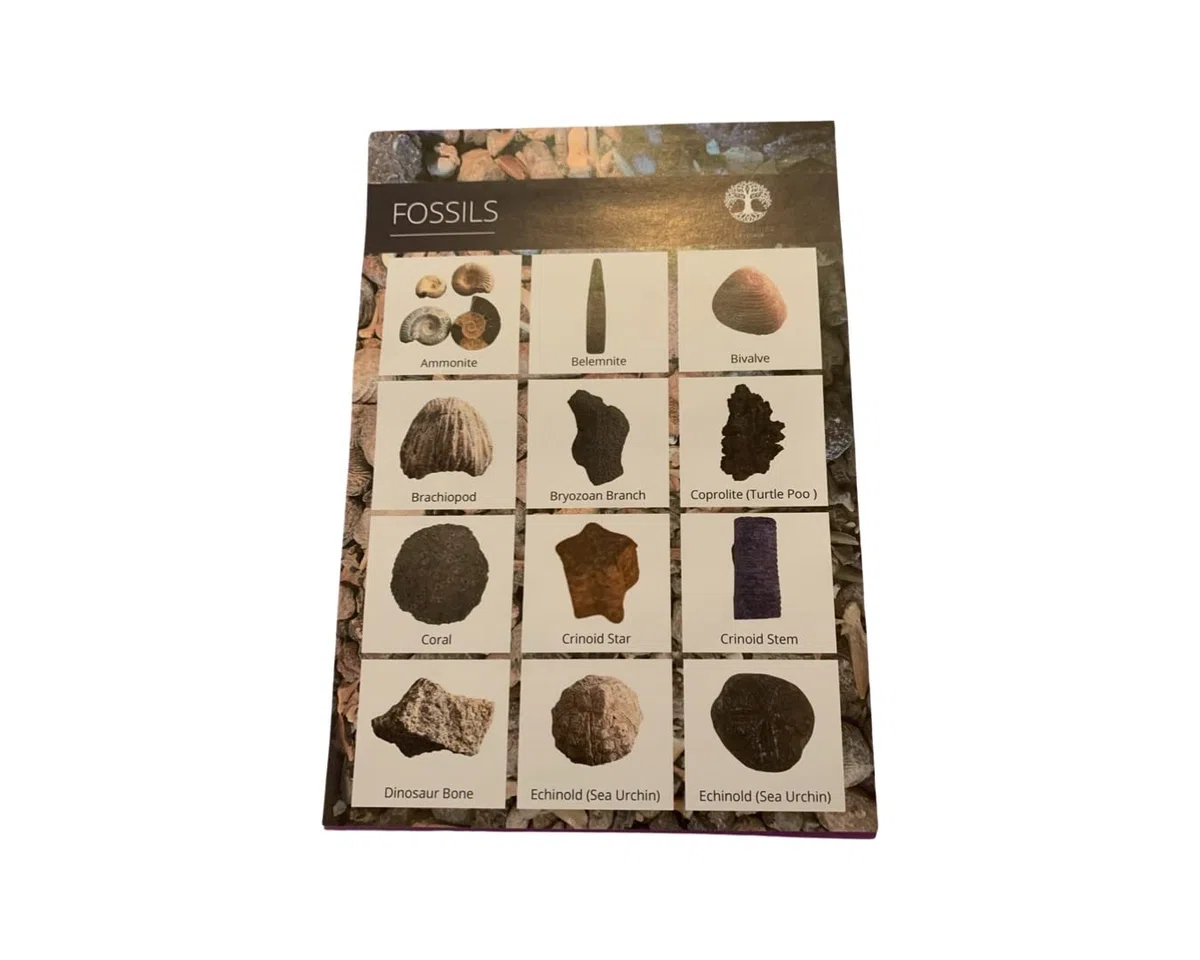 Fossil Box - Juego de regalo con tarjeta de información (caja de fósil)