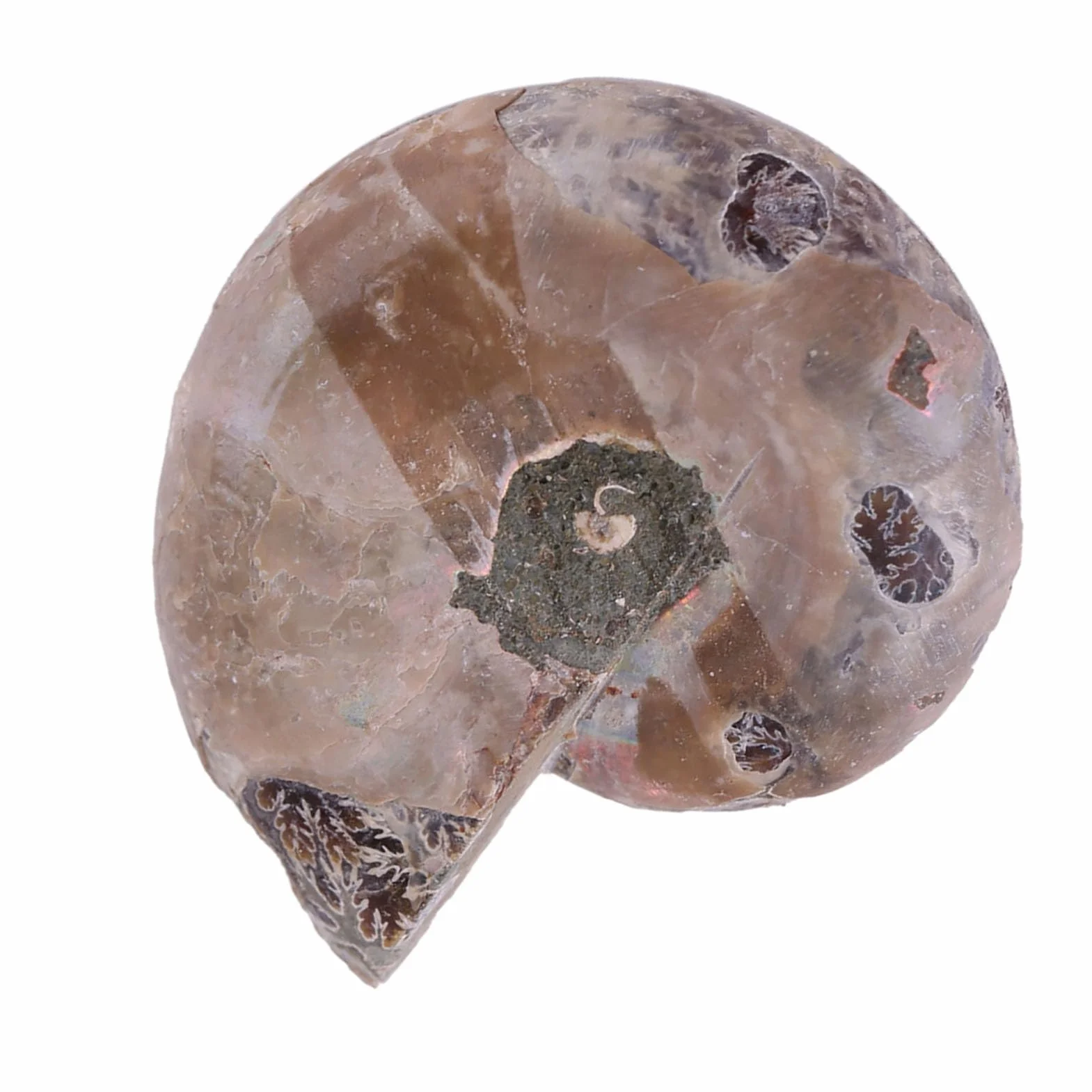 Amonita Real, 2 uds., Espécimen de Amonita, Concha, Piedras y Minerales de Madagascar, Amonita Marina